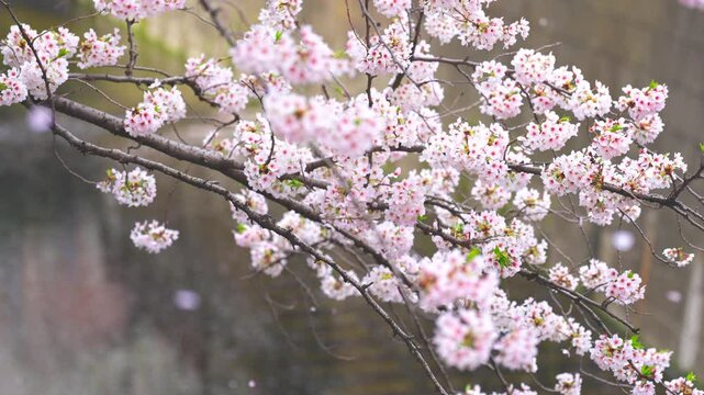 A flurry of Cherry blossom petals in Meguro river Tokyo