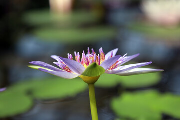 blue nymphaea (water lily) blooms alone in a greenhouse of aquatic plants