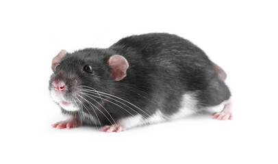 One cute small rat on white background
