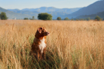 A Nova Scotia Duck Tolling Retriever sitting calmly in an open field surrounded by tall grass. The...