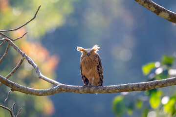 Buffy Fish Owl