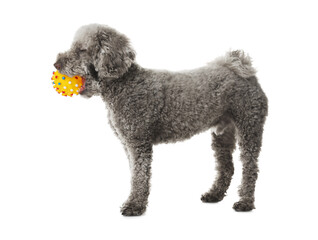 Cute dog playing with toy on white background. Adorable pet