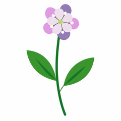 pink orchid isolated on white background