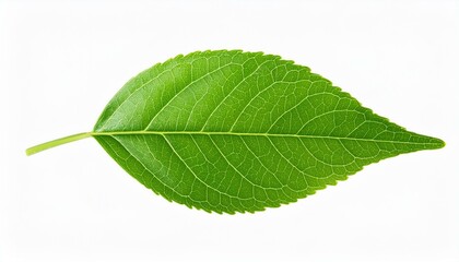 Fototapeta premium green leaf isolated. Green leaf isolated on white background.
