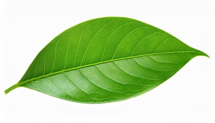 Fototapeta premium green leaf isolated. Green leaf isolated on white background.