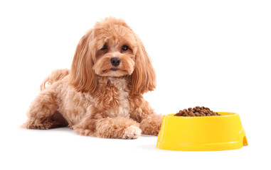 Feeding bowl with dry pet food and cute dog on white background