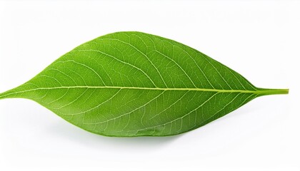 Obraz premium green leaf isolated. Green leaf isolated on white background.