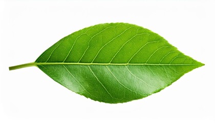 Obraz premium green leaf isolated. Green leaf isolated on white background.