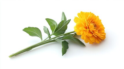 Bright Yellow Flower with Green Leaves on White Background