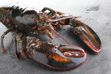 Raw lobster on grey textured table with water drops, closeup