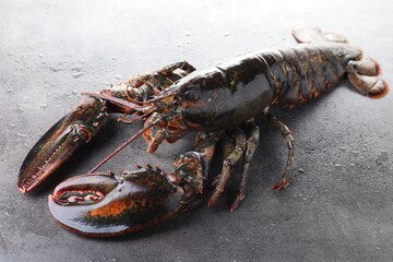 Raw lobster on grey textured table with water drops, closeup