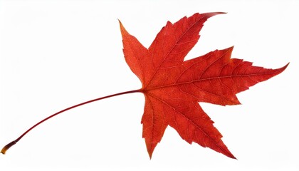 autumn maple leaf. Red maple leaf isolated on white background.