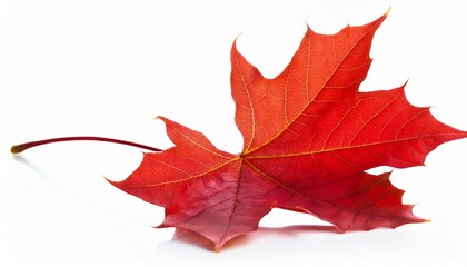autumn maple leaf. Red maple leaf isolated on white background.