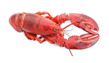 One tasty boiled lobster isolated on white, above view