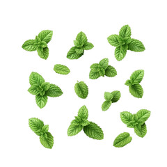 Set of fresh mint leaves viewed from above top
