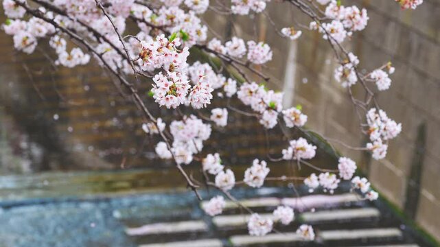 A flurry of Cherry blossom petals in Meguro river Tokyo
