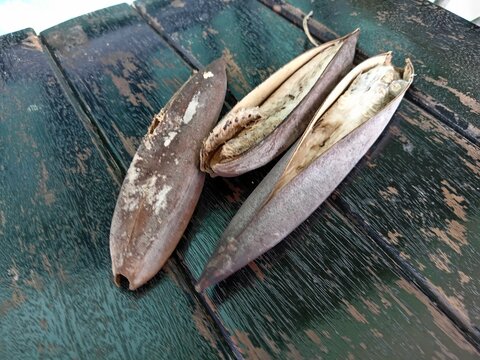 African Tulip Tree, Rugtoora, Akash Shevga or Spathodea campanulata seed  pods and seeds close up, photo taken in malaysia