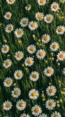 Fototapeta premium Stunning Close-up of Daisies in a Lush Green Field: A Captivating Floral Display