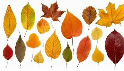 Obraz premium Autumn maple leaves. Collection of autumn leaves isolated on white background.