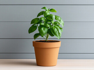 Fototapeta premium Fresh basil plant in a terracotta pot on a wooden table