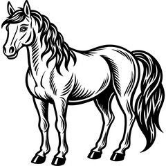 horse illustration