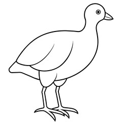 illustration of duck