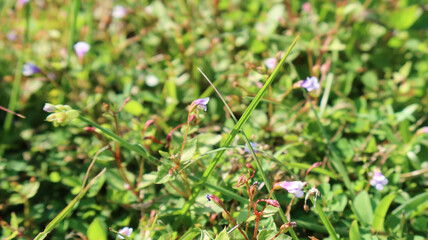 Lindernia anagallis, a wild annual plant with tiny purple and white flowers, grows from a fibrous rootstock. Its creeping, branched stems root at the nodes, thriving in untamed yards.
