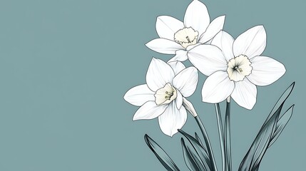 Fototapeta premium White Daffodils Illustration Background