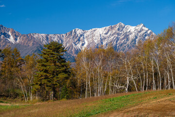 Obraz premium 鹿島槍ヶ岳と白樺