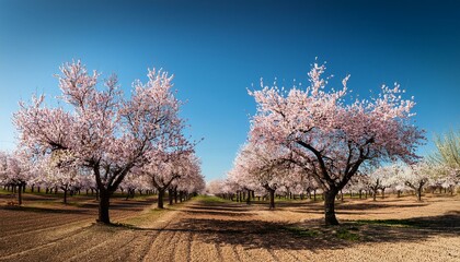 Fototapeta premium Blossoming Almond Trees Background