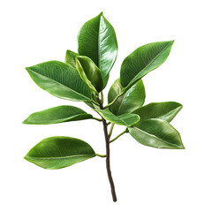 Obraz premium Leafy green plant with a stem and a leaf