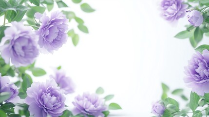 Fototapeta premium summer purple peonies with green leaves ,Flat lay,Full depth of field, isolated on white background