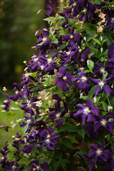 purple clematis blooming in summer cottage garden