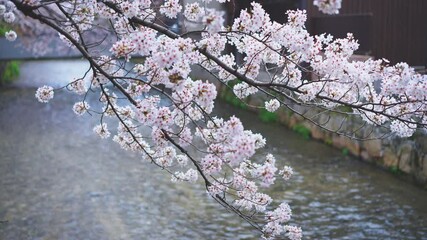 Cherry blossom branches swaying in the wind at Shirakawa river Kyoto