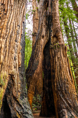 Discover the Majestic Beauty of Henry Cowell Redwoods State Park: Stunning Nature and Giant Tree Landscapes Await You, California USA
