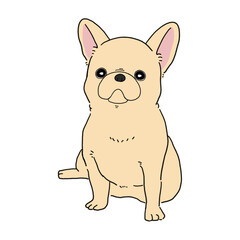 フレンチブルドッグ(クリーム)