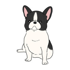 フレンチブルドッグ(パイド)