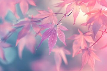 Fototapeta premium Pastel Pink Maple Leaves: Serene Autumn Nature Photography
