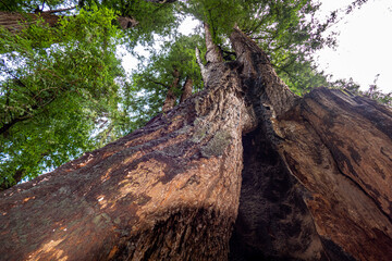 Discover the Majestic Beauty of Henry Cowell Redwoods State Park: Stunning Nature and Giant Tree Landscapes Await You, California USA
