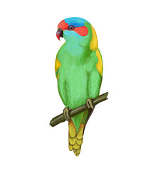Australian Musk Lorikeet illustration with transparent background 