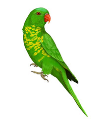 Australian Scaly-breasted Lorikeet illustration transparent background