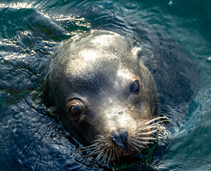 Close up of head of sea lion (Zalophus californianus) close to a dock in the harbor of Monterey Bay...