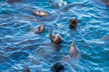 Group of sea lions (Zalophus californianus) in the water of the pacific ocean  close to a dock in the harbor of Monterey Bay (fisherman's warf), California USA