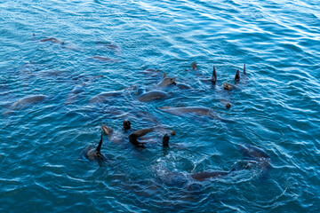 Obraz premium Group of sea lions (Zalophus californianus) in the water of the pacific ocean close to a dock in the harbor of Monterey Bay (fisherman's warf), California USA