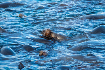 Fototapeta premium Group of sea lions (Zalophus californianus) in the water of the pacific ocean close to a dock in the harbor of Monterey Bay (fisherman's warf), California USA