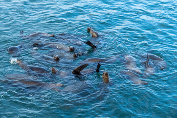 Obraz premium Group of sea lions (Zalophus californianus) in the water of the pacific ocean close to a dock in the harbor of Monterey Bay (fisherman's warf), California USA