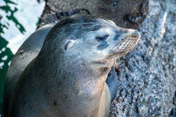 Close up of head of sea lion (Zalophus californianus) close to a dock in the harbor of Monterey Bay...