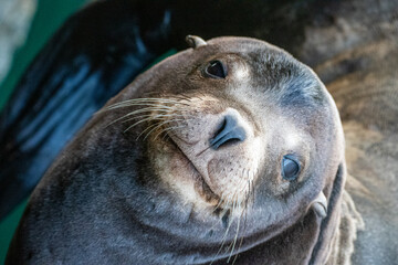 Close up of head of sea lion (Zalophus californianus) close to a dock in the harbor of Monterey Bay (fisherman's warf), California USA