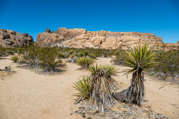 Trail in desert landscape of Joshua trees in skull rock area of Joshua Tree National Park,...