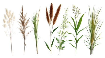 Set of Cane reed seeds and grass isolated on white background 